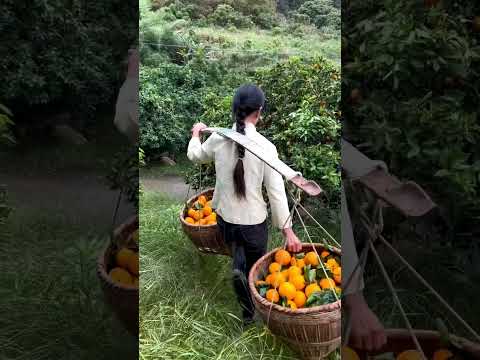Orange Harvest #satisfying #shortsvideo