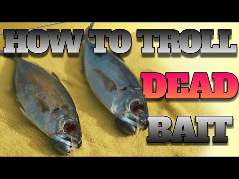 "Trolling and Rigging Dead Bait: A Complete Guide for Fishing Success"