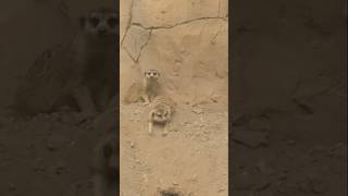 Download lagu Đào hang quá nhanh #vuonthu mp3