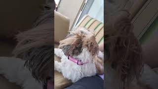 Video preview image #1 Shih Apso Puppy For Sale in Sanford, FL, USA