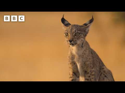 Lynx kittens find refuge on a farm | Parenthood - BBC