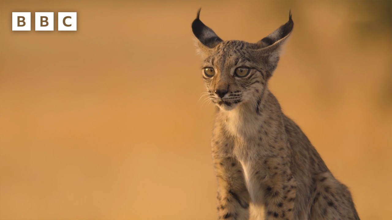 Lynx kittens find refuge on a farm | Parenthood - BBC