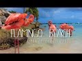 Flamingos On A Private Island | Renaissance Island ARUBA