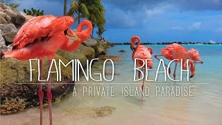 Flamingos On A Private Island | Renaissance Island ARUBA