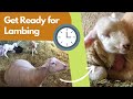 First Time Lambing Sheep Here S What To Do Before And After Lambs Are Born