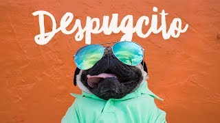 Despugcito - Doug The Pug