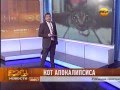 Кот Апокалипсиса! 