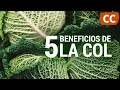 5 Beneficios de la Col | Ciencia de la Comida