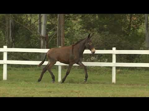 LOTE 15   RENA MADRUGADA