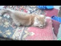 Кот Масяня.смешное видео про котов) 