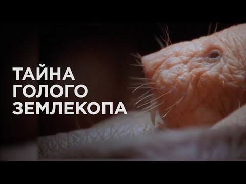 download lagu mp3 mp4 голый землекоп, download lagu голый землекоп gratis, unduh video klip голый землекоп