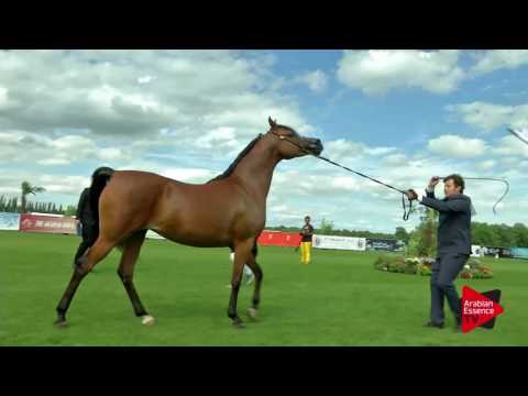 N.33 MYSTICA ANTASIA - Chantilly 2017 World Cup - 7 Years old and Older Mares (Class 5)