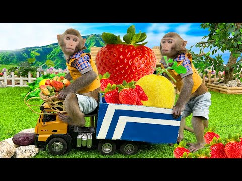 Baby Monkey Bim Bim so cute harvesting strawberries and cantaloupe at the farm | Baby Monkey Animal
