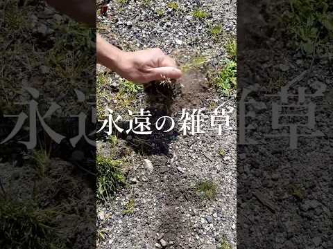 一般的な雑草を認識する方法 庭の写真 地面のアイビー