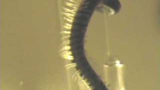 Matt McGinn - The Wee Kircudbright Centipede