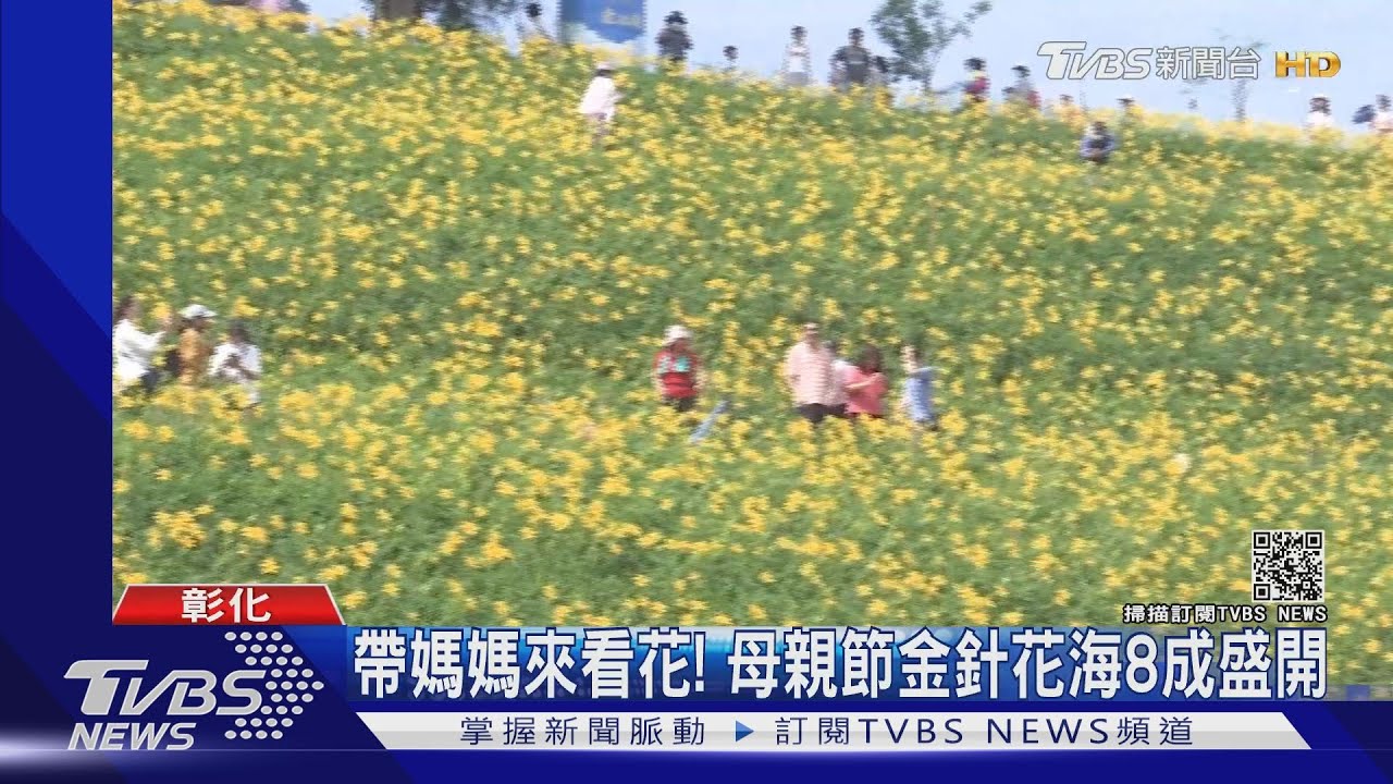 帶媽媽來看花！母親節金針花海8成盛開