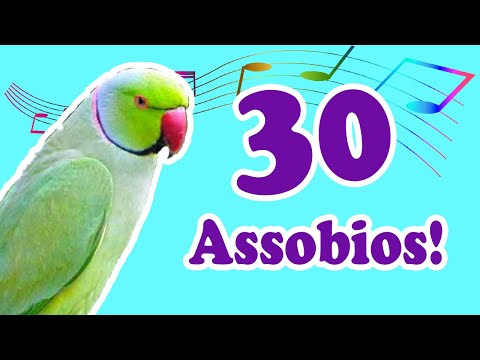 3 horas de canto para treinar ring neck - Treinamento de  ring neck! Os MELHORES!