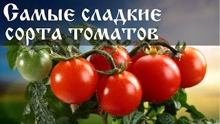 Важные моменты в выращивании помидора Сахалин