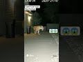 Saber tooth tiger caughed red handed in wild real footage #sehar #shorts #viral #tiger #lion #kids