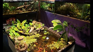 "Around The World" Update on My Fish Room (8/31/24)