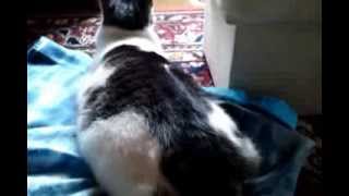 Kater Filou aus Lindlar mit seinem bösen Kuschel Igel