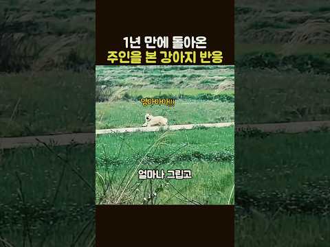 1년 만에 돌아온주인을 본 강아지 반응 #강아지 #반려견 #감동재회