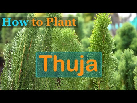 , title : 'How to Plant Thuja