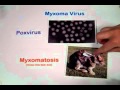MB354 Co-Evolution of Host and Pathogen: Myxoma virus and European Rabbits in Australia