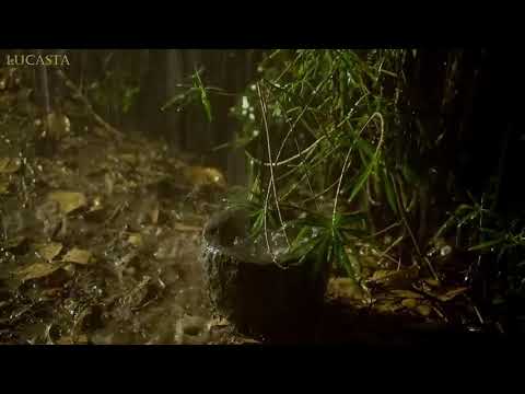 Pure Heavy Rain in Garden with Deep Thunder Sounds - Real Rain Sounds for Sleeping, Relaxing, Read