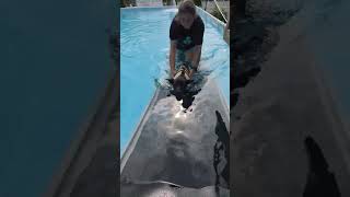 Video preview image #1 Mutt Puppy For Sale in Stevens Point, WI, USA