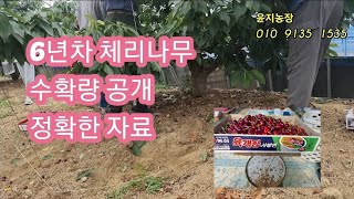 6년차 체리나무 정확한 수확량 체크