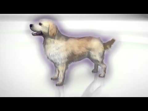 Bravecto for Dogs - fluralaner - 9.9-22 lbs (2 chews) - [Flea & Ticks] Video