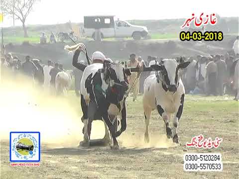 Bull Race In Pakistan Sunny Video Fateh Jang   4 3 i 2018 ..gaz