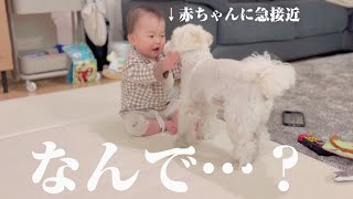 兄犬が赤ちゃんにべったりで離れない理由がついに判明しました…笑【マルプー×生後8ヶ月】