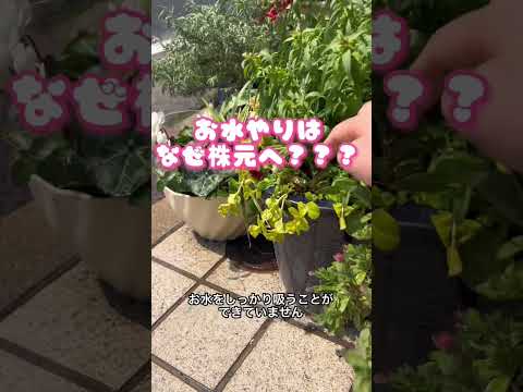 菜園コンテナを構築するにはどうすればよいですか?なぜコンテナでガーデニングをするのか？応援ビデオ  庭園