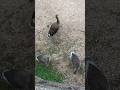 Young geese in Germany #goose #birds