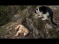 A Tuxedo Cat Stopped At The Cliff Edge What It Saw Below Was Heartbreaking