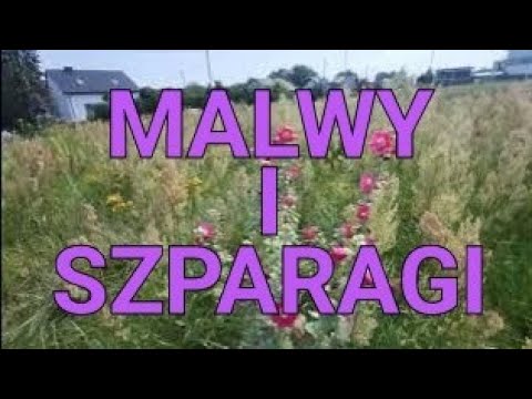 Piękno przydroży: mydlnice, malwy i szparagi w Jędrzejowie