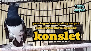 Download lagu KACER KONSLET cari lawan ampuh untuk dongkrak emosi agar cepat EMOSI mp3 Download lagu KACER KONSLET cari lawan ampuh untuk dongkrak emosi agar cepat EMOSI mp3
