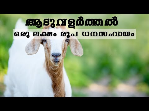 ആടുവളർത്തൽ :തിരിച്ചടവിലാത്ത ഒരു ലക്ഷം രൂപ ധനസഹായം |One lakh subsidy for goat farming in kerala|CJfar