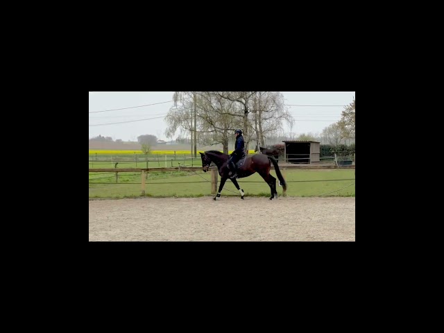 PRE 12 ans&ndash;Jument coup de c&oelig;ur, gentille et appliqu&eacute;e