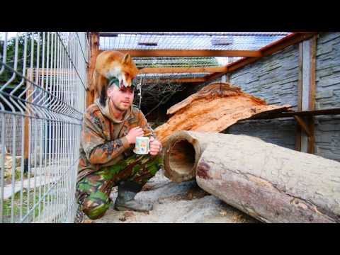 Lisek Zdzisek - Lis który został oswojony i nie może wrócić na wolność. Mysikrólik Bielsko-Biała