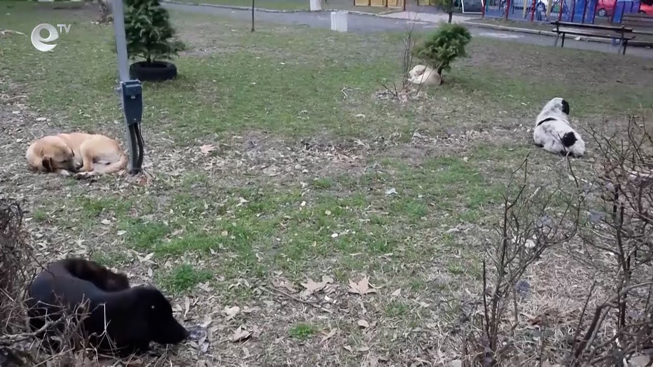 Приютът за бездомни животни в Кърджали ще бъде изграден на два етапа