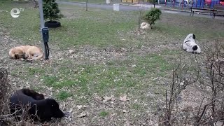 Приютът за бездомни животни в Кърджали ще бъде изграден на два етапа