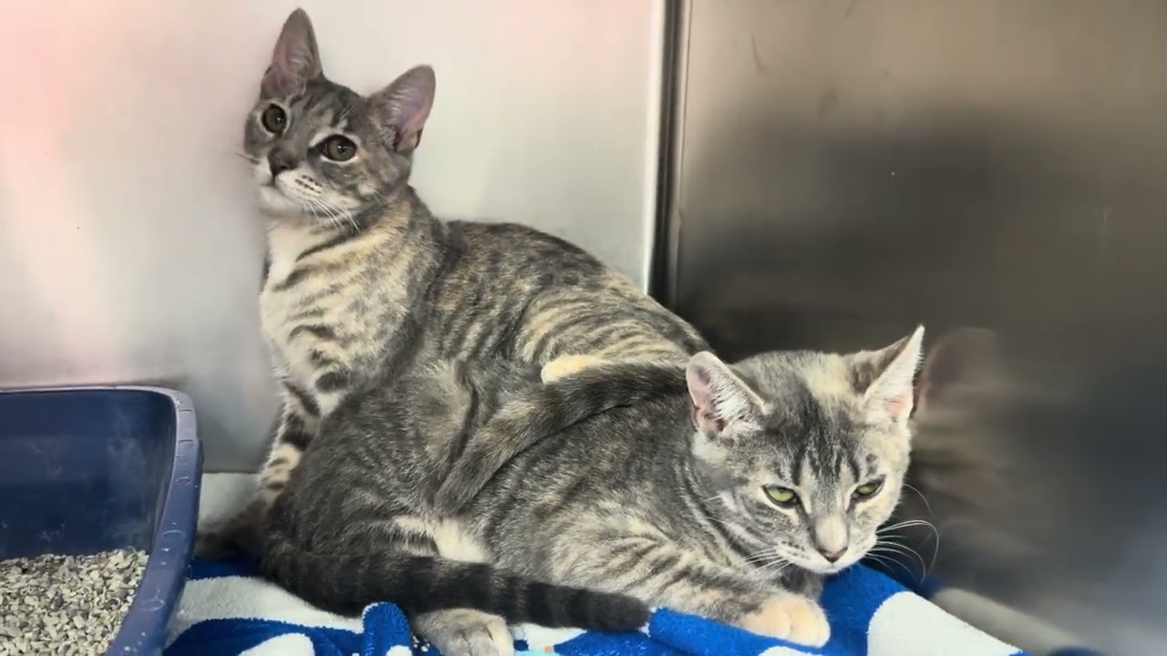McKenzie & McKenna- Siblings- Bonded Pair, a ADOPTABLE Domestic Short Hair in Clifton, NJ video 5/5