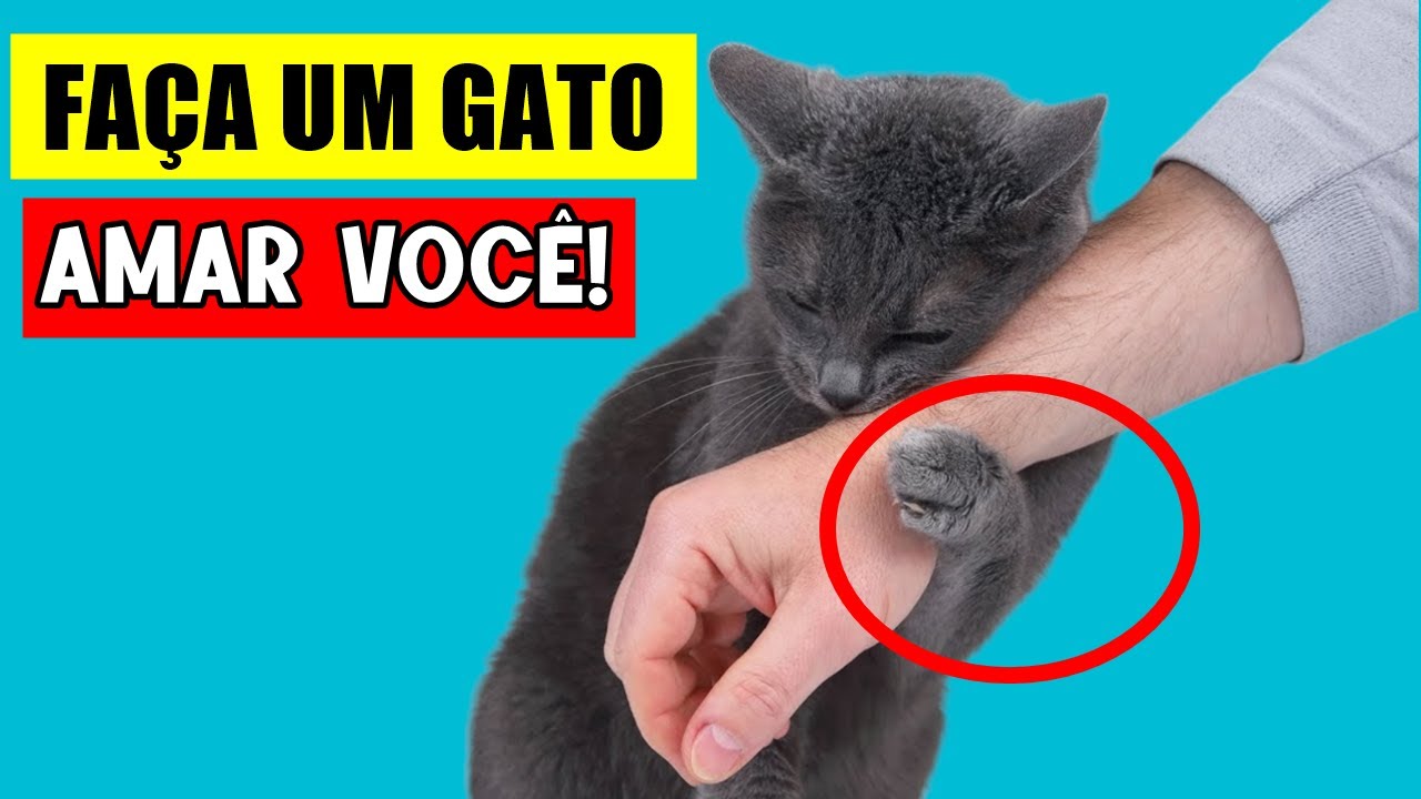 10 Formas de fazer um gato gostar de você! (Aprovadas pela ciência!) 🔥