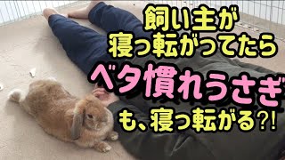 寝転がる飼い主に寄り添うたれ耳うさぎ【Lie down with the rabbit】