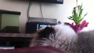 Sam Roberts band - climb over me