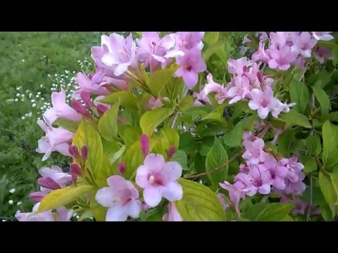 Ernte-Tanze (Waltz), Op. 45 Johann Strauss II