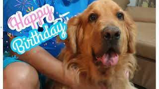 Rocky's 5th Birthday Celebration ~ May 8 , 2021 | Cute Dog Moments | ROCKY